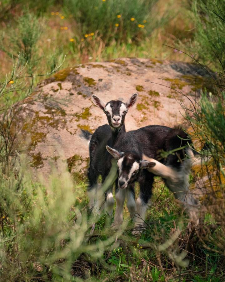 Casa Da Varzea - Serra Da Estrela Fornos de Algodres Eksteriør bilde